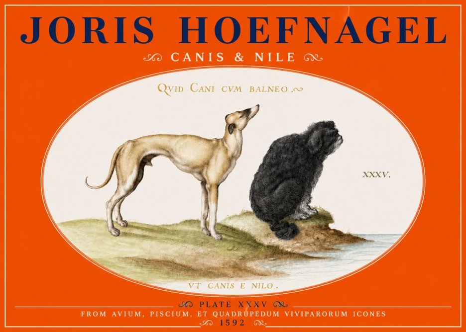 Joris Hoefnagel Neither Can a Dog Live in Baths No5 - Poszter