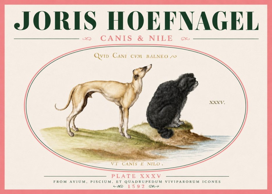 Joris Hoefnagel Neither Can a Dog Live in Baths No6 - Poszter