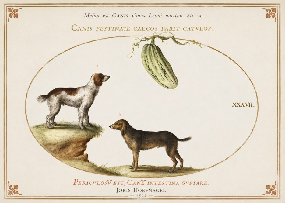 Joris Hoefnagel Canis Festinas Caecos Parit Catulos No3 - Poszter