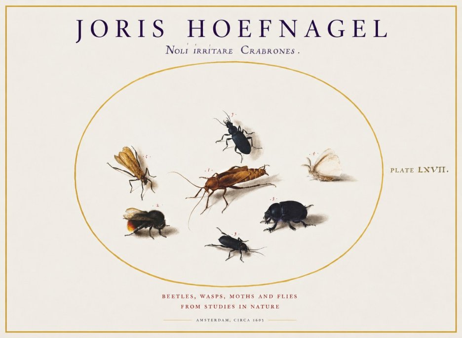 Joris Hoefnagel Scarabeus Aqvilä Qvaerit. No2 - Poszter