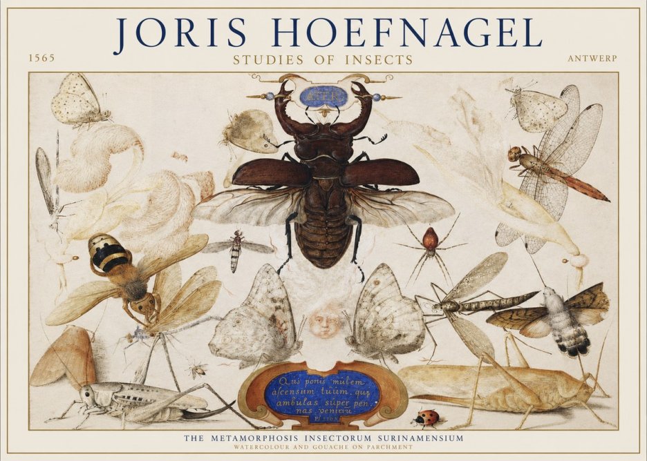 Joris Hoefnagel Studies of Insects I No1 - Poszter