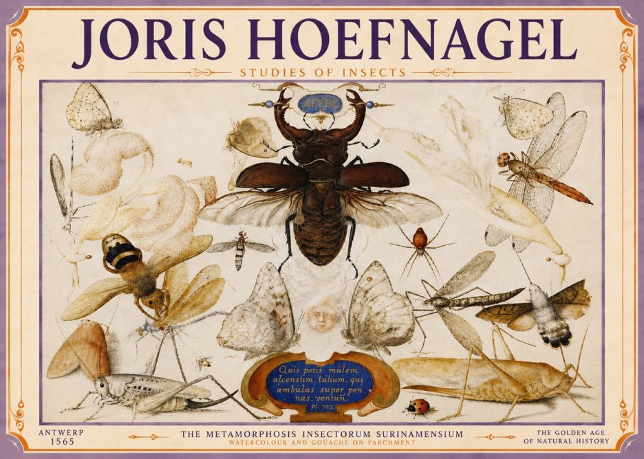 Joris Hoefnagel Studies of Insects I No6 - Poszter
