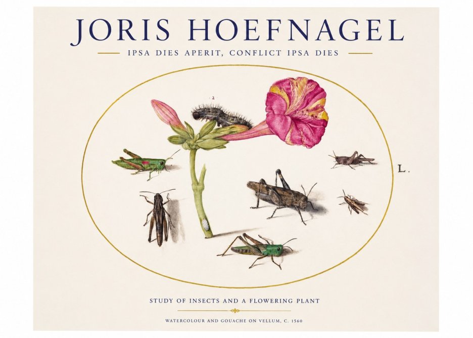 Joris Hoefnagel Study of Insects and a Flowering Plant No1 - Poszter