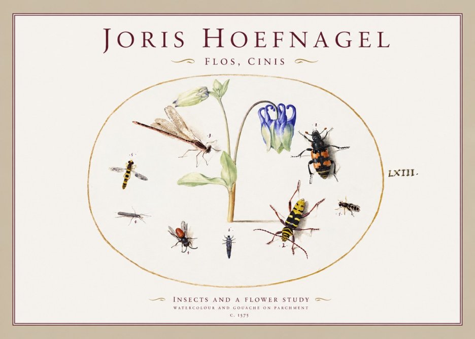Joris Hoefnagel Insects and a Flower Study No1 - Poszter