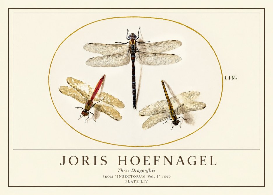 Joris Hoefnagel Three Dragonflies No1 - Poszter