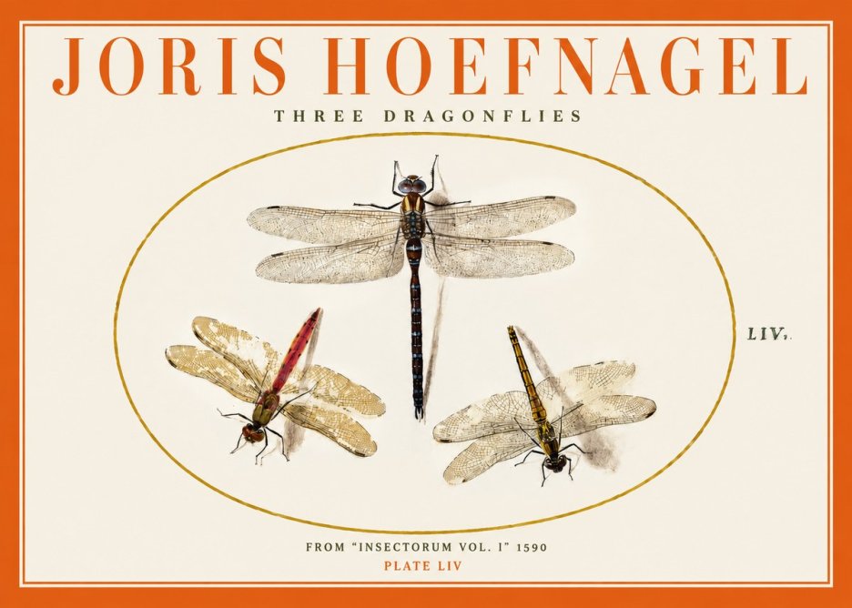 Joris Hoefnagel Three Dragonflies No2 - Poszter