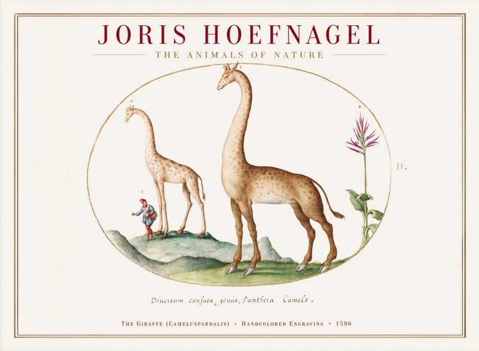 Joris Hoefnagel The Giraffe (Cameluspardalis) No1 - Poszter