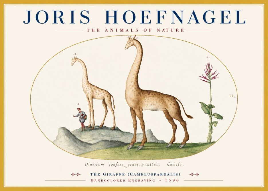 Joris Hoefnagel The Giraffe (Cameluspardalis) No3 - Poszter