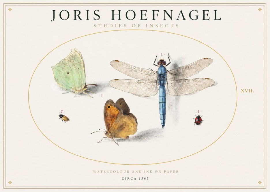 Joris Hoefnagel A Study of Butterflies, Dragonflies and Beetles No2 - Poszter