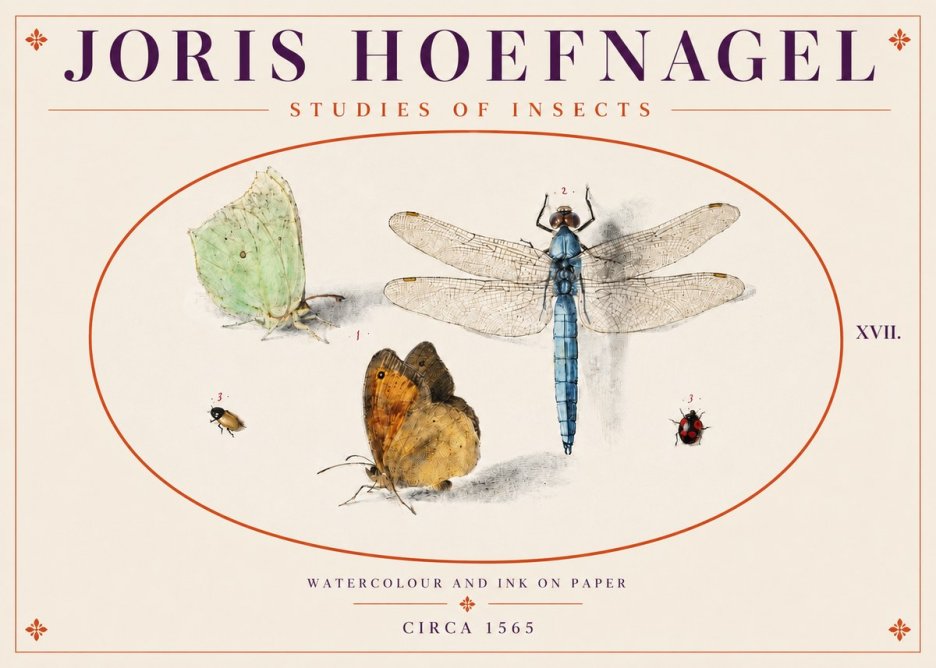Joris Hoefnagel A Study of Butterflies, Dragonflies and Beetles No5 - Poszter