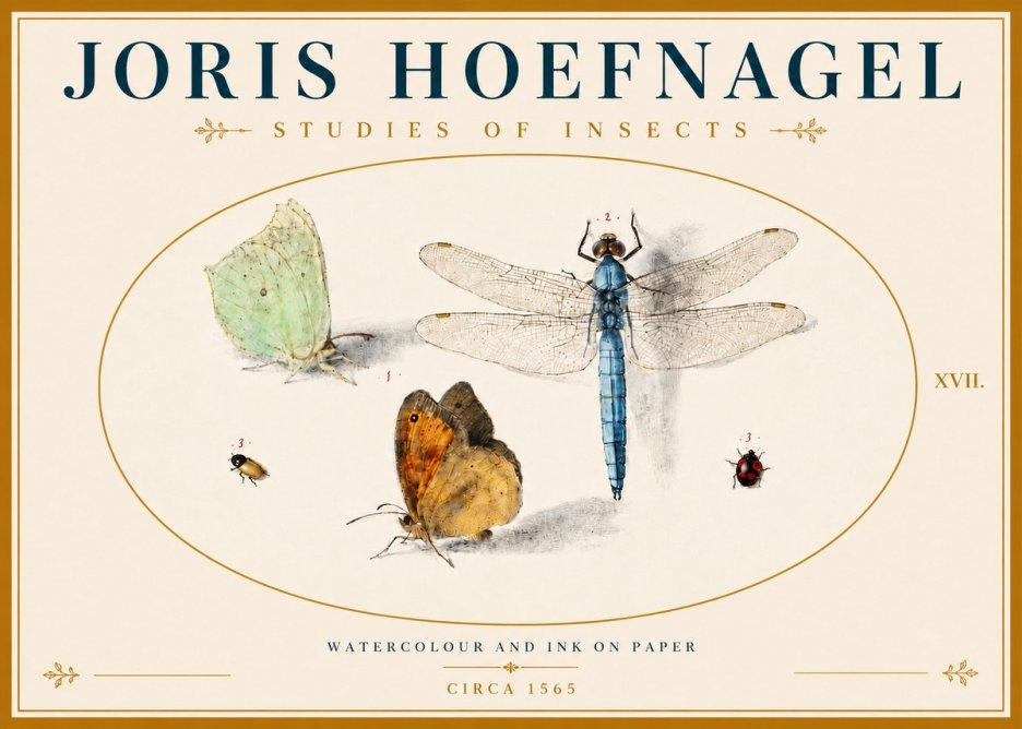 Joris Hoefnagel A Study of Butterflies, Dragonflies and Beetles No6 - Poszter