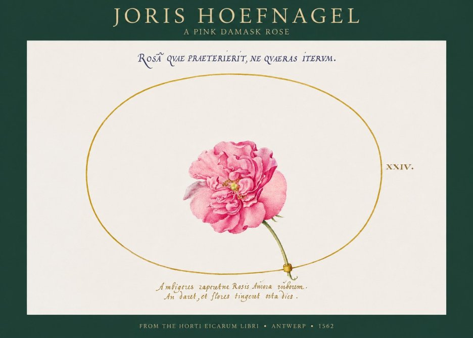 Joris Hoefnagel A Pink Damask Rose No1 - Poszter