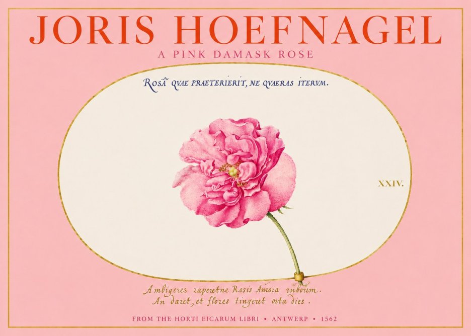 Joris Hoefnagel A Pink Damask Rose No2 - Poszter