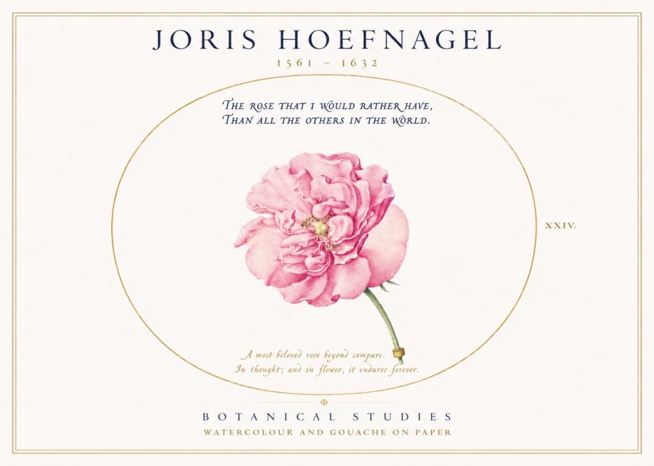 Joris Hoefnagel A Pink Damask Rose No3 - Poszter
