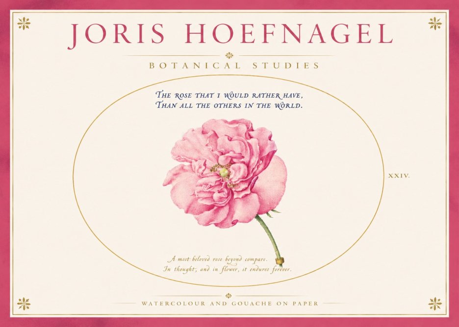 Joris Hoefnagel A Pink Damask Rose No4 - Poszter