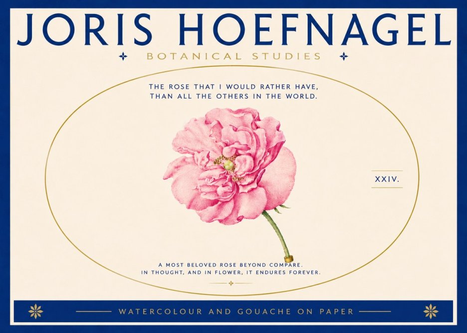 Joris Hoefnagel A Pink Damask Rose No5 - Poszter