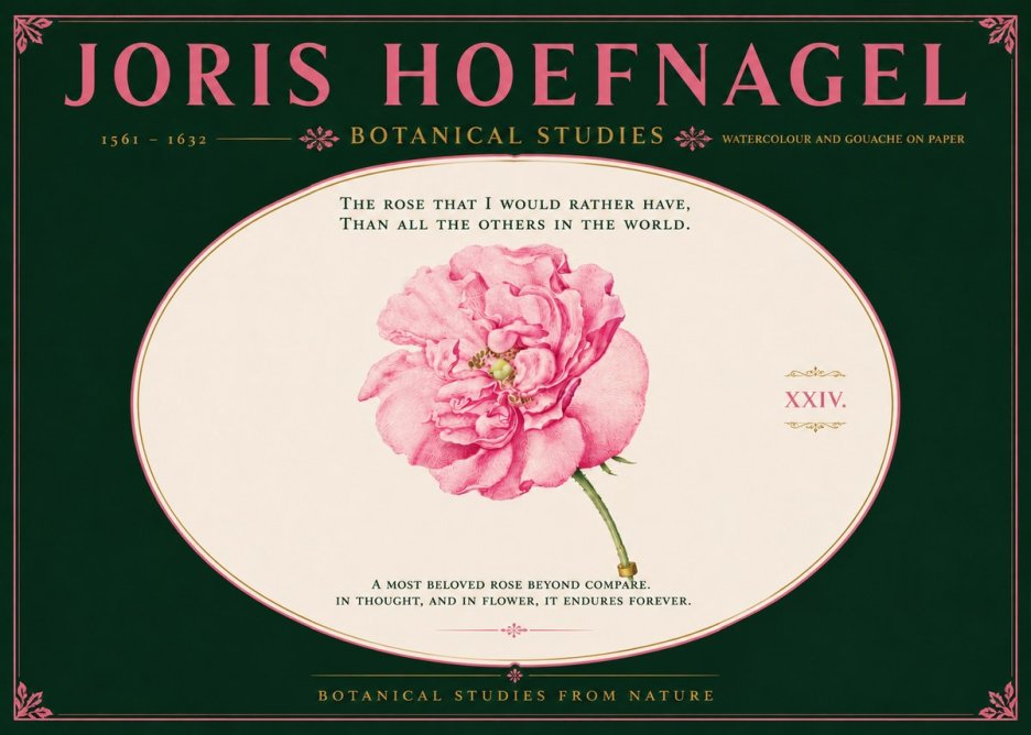 Joris Hoefnagel A Pink Damask Rose No6 - Poszter