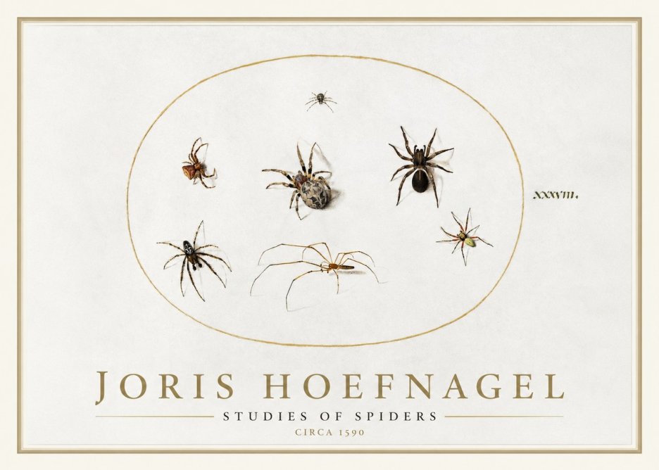 Joris Hoefnagel Studies of Spiders I No1 - Poszter