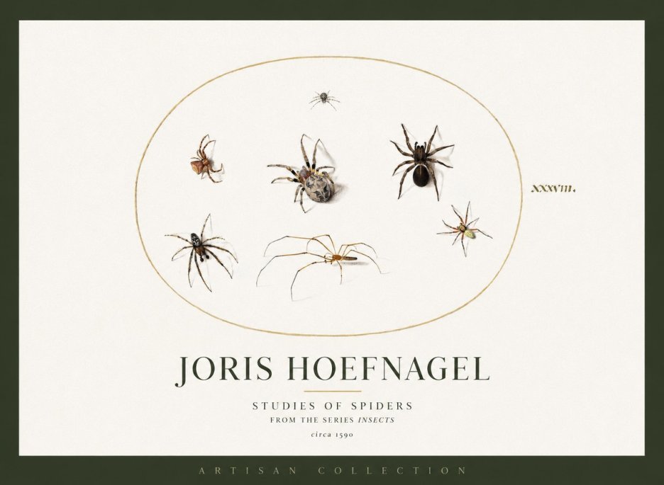 Joris Hoefnagel Studies of Spiders I No2 - Poszter