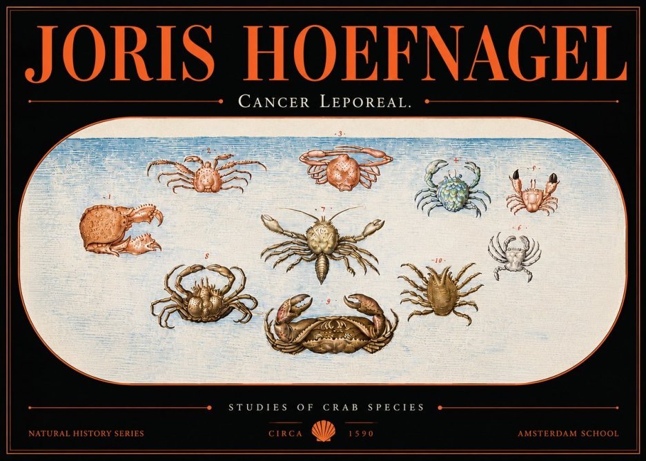 Joris Hoefnagel Cancer Leporeal. No5 - Poszter