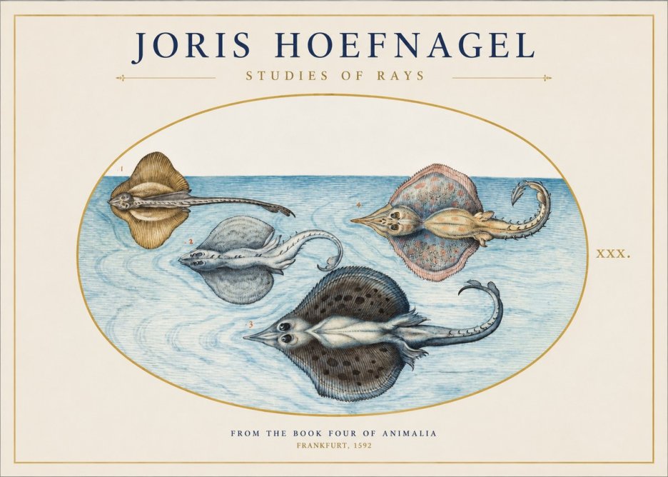 Joris Hoefnagel Rays and Skates No2 - Poszter