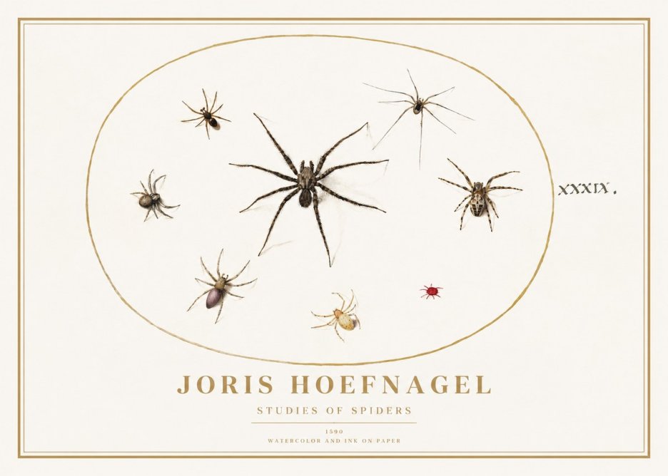 Joris Hoefnagel Studies of Spiders II No1 - Poszter