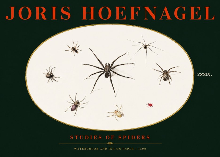 Joris Hoefnagel Studies of Spiders II No3 - Poszter