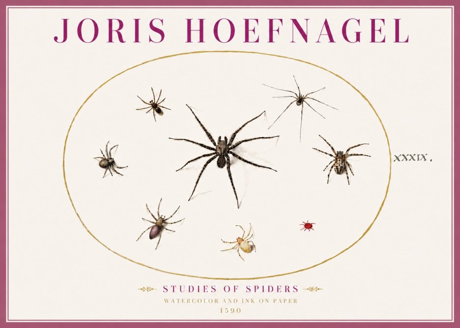 Joris Hoefnagel Studies of Spiders II No4 - Poszter