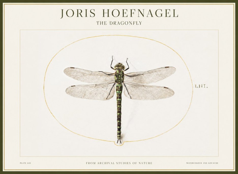 Joris Hoefnagel The Dragonfly No1 - Poszter