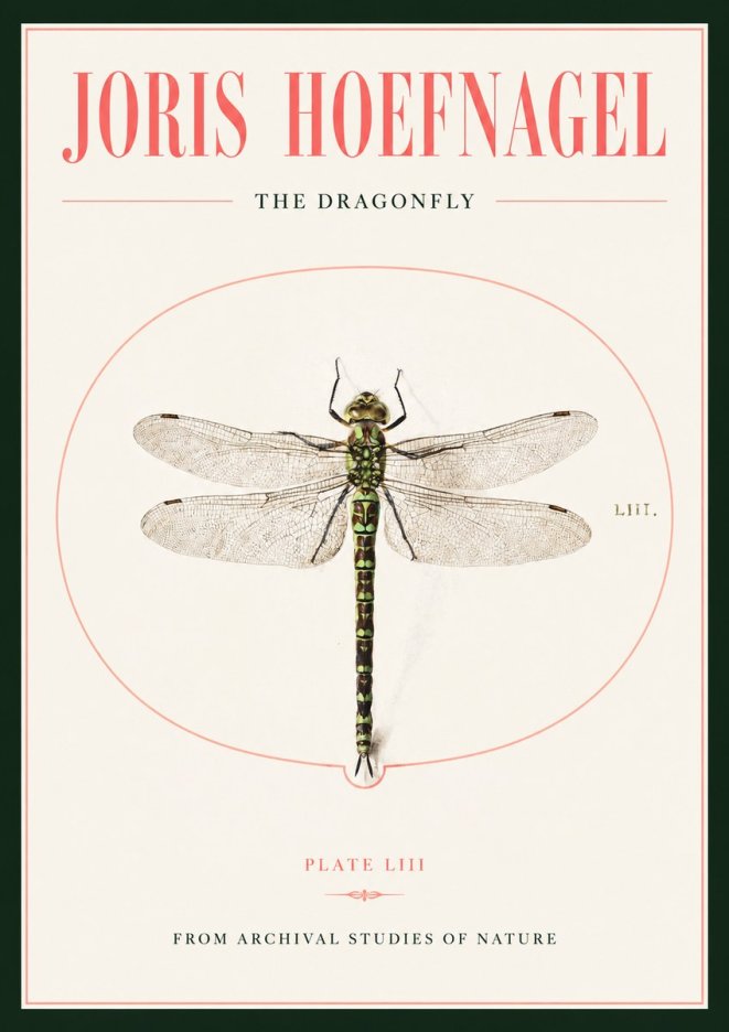 Joris Hoefnagel The Dragonfly No2 - Poszter