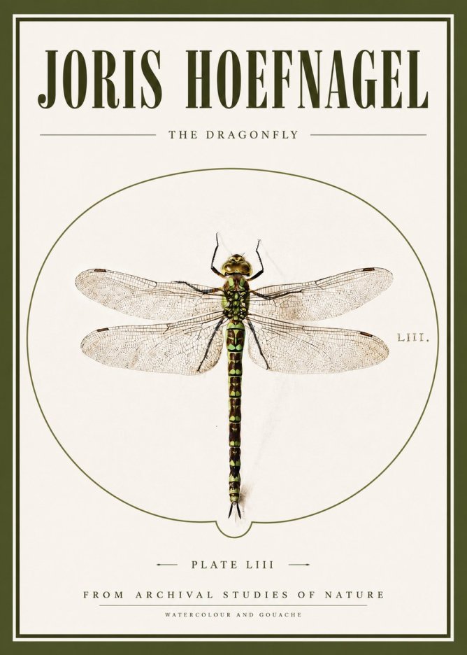Joris Hoefnagel The Dragonfly No3 - Poszter
