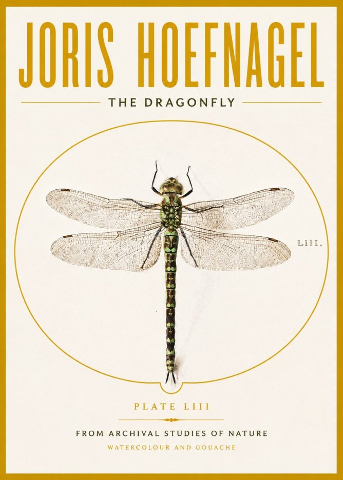 Joris Hoefnagel The Dragonfly No4 - Poszter