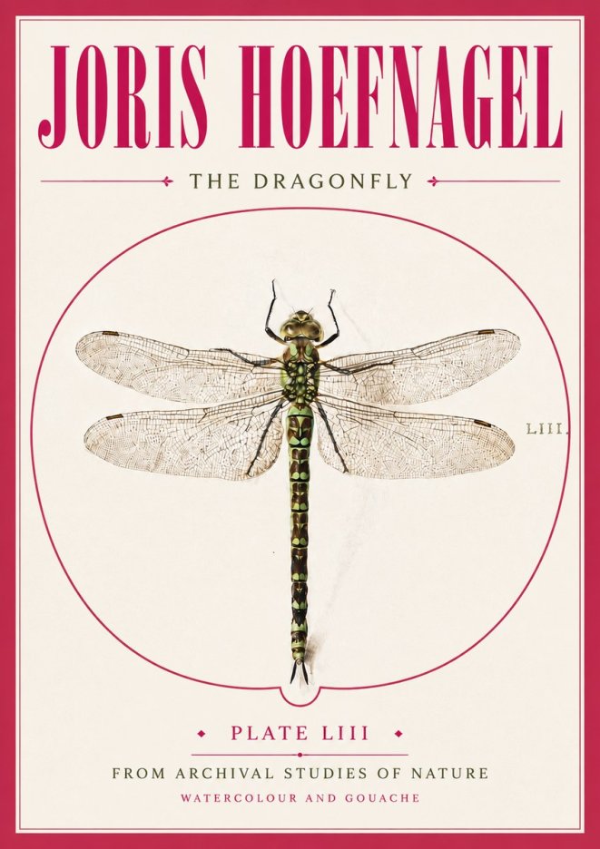 Joris Hoefnagel The Dragonfly No5 - Poszter