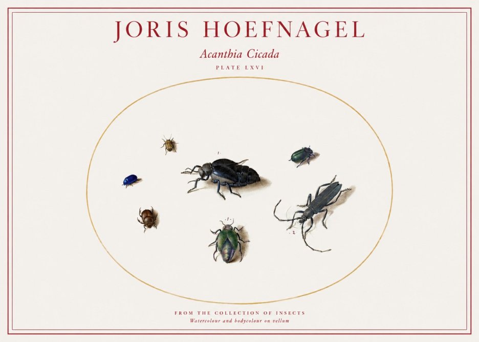 Joris Hoefnagel Acanthia Cicada No1 - Poszter