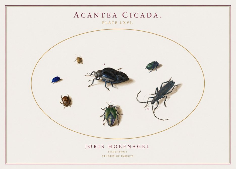 Joris Hoefnagel Acanthia Cicada No3 - Poszter