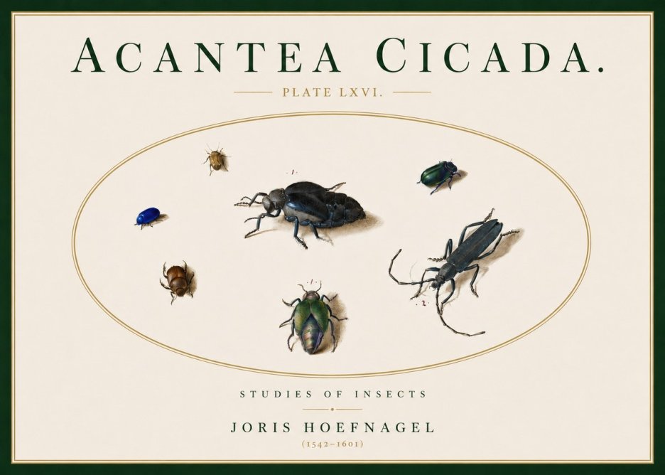 Joris Hoefnagel Acanthia Cicada No5 - Poszter