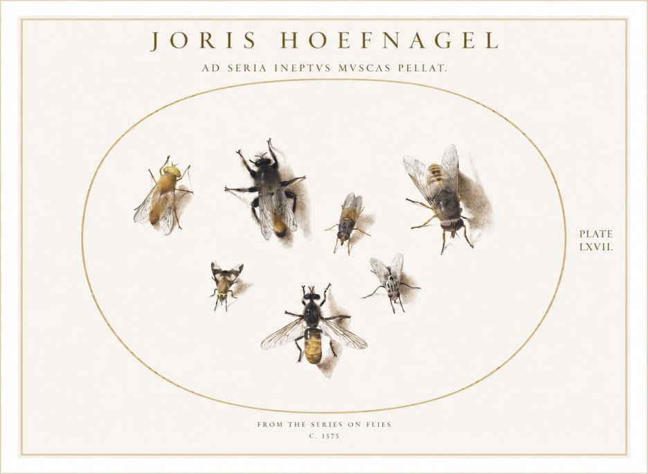 Joris Hoefnagel From the Series on Flies - Plate Lxvii. No1 - Poszter
