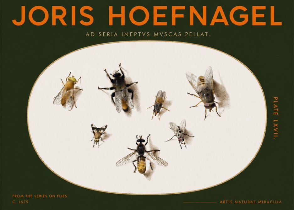 Joris Hoefnagel From the Series on Flies - Plate Lxvii. No2 - Poszter