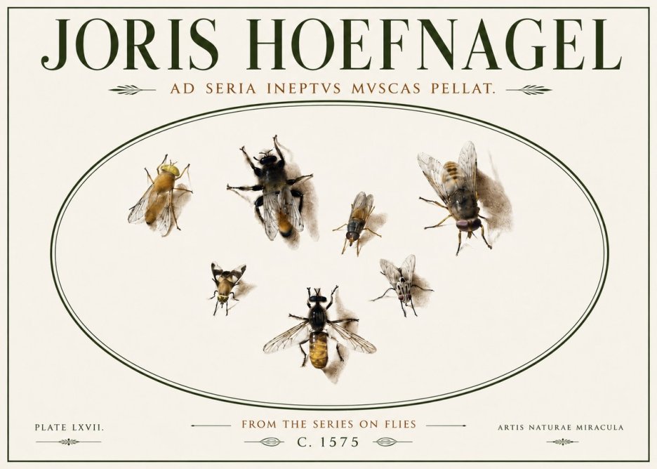 Joris Hoefnagel From the Series on Flies - Plate Lxvii. No6 - Poszter