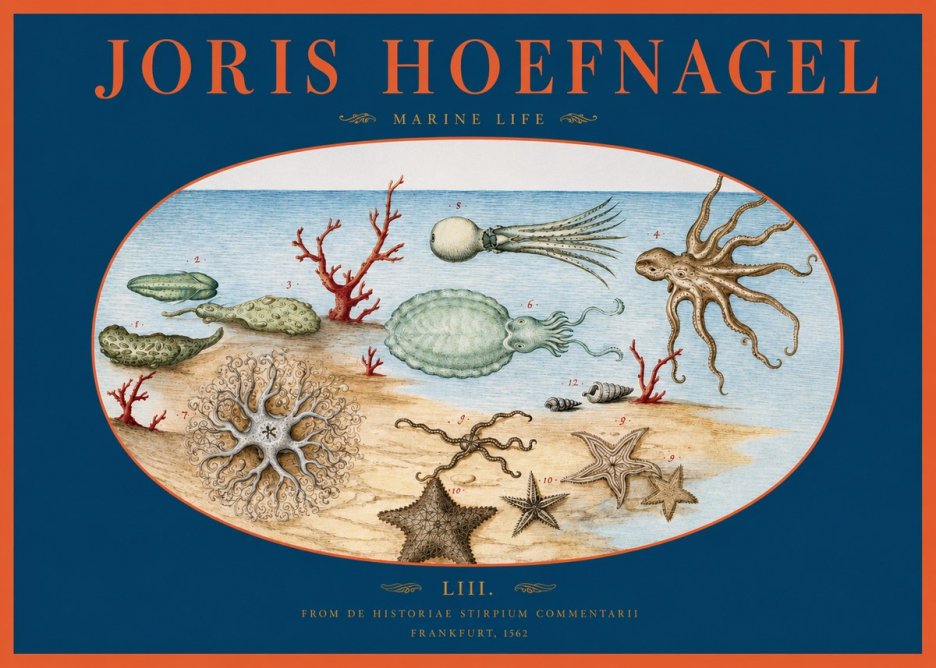 Joris Hoefnagel Marine Life No2 - Poszter