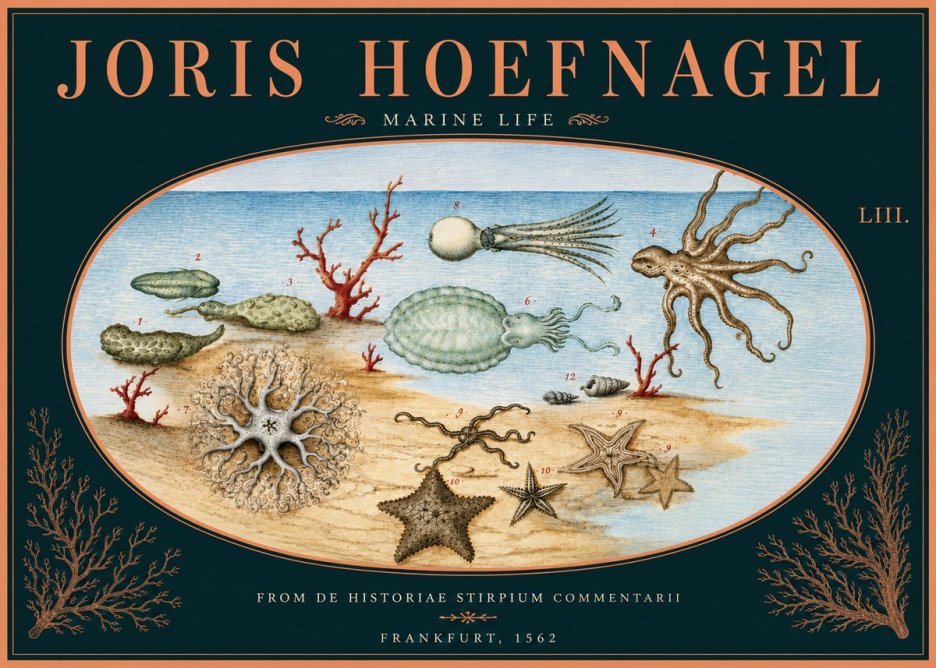 Joris Hoefnagel Marine Life No5 - Poszter