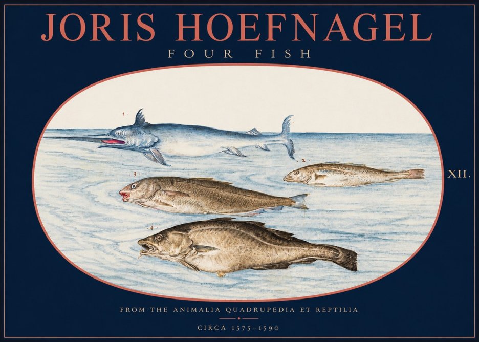 Joris Hoefnagel Four Fish No2 - Poszter