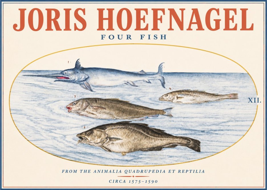 Joris Hoefnagel Four Fish No3 - Poszter
