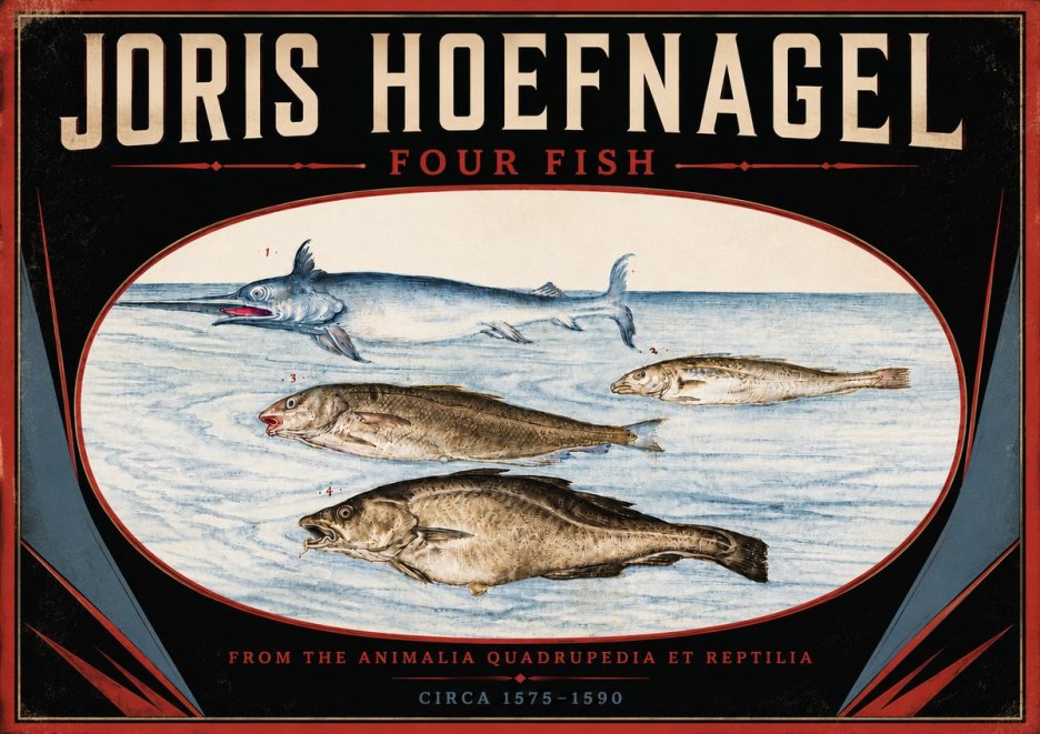 Joris Hoefnagel Four Fish No5 - Poszter