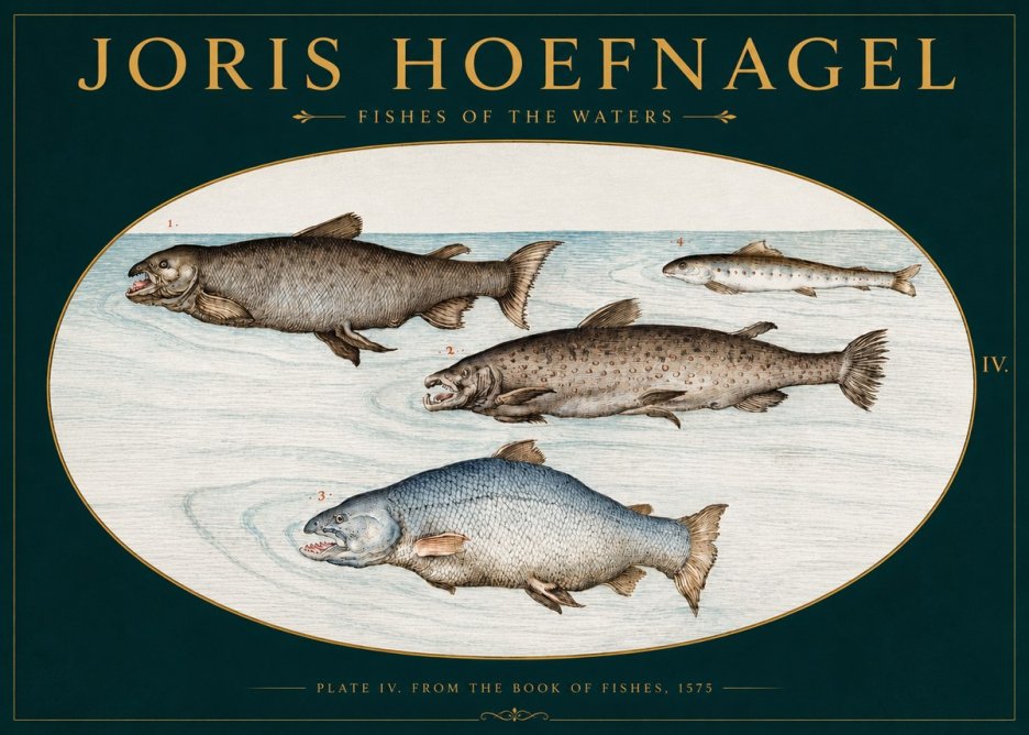 Joris Hoefnagel Fishes of the Waters I No3 - Poszter