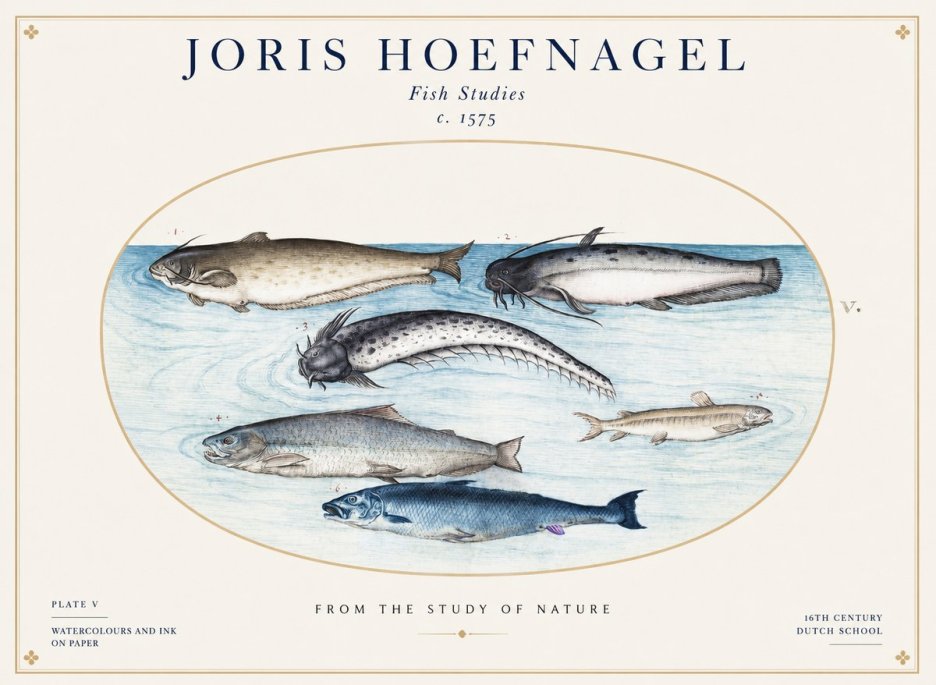 Joris Hoefnagel Fish of the Waters No2 - Poszter