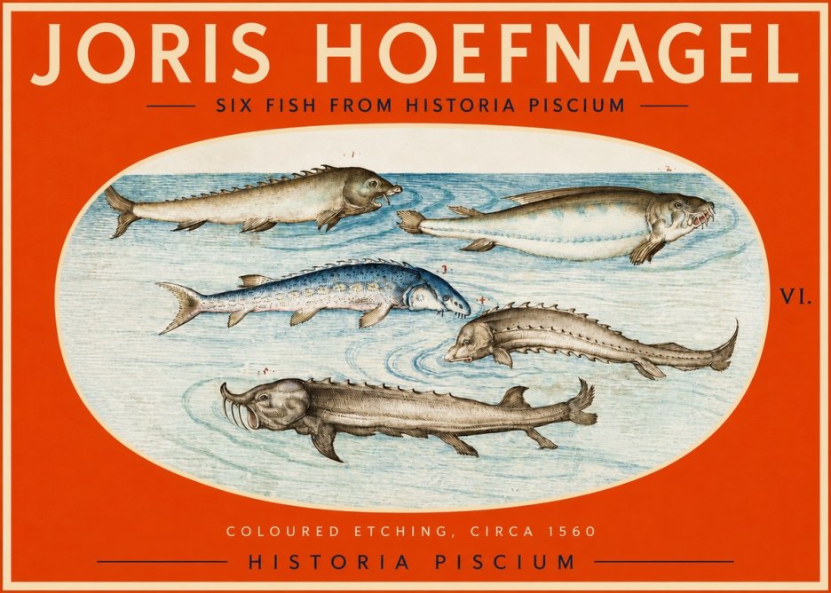 Joris Hoefnagel Fishes of Northern Waters No3 - Poszter