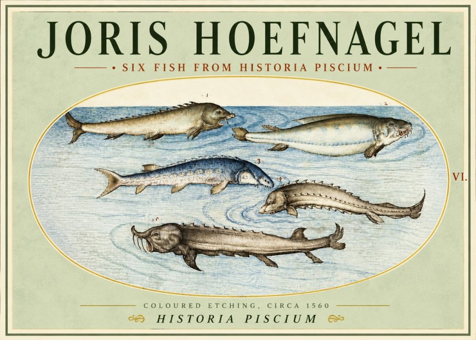 Joris Hoefnagel Fishes of Northern Waters No5 - Poszter
