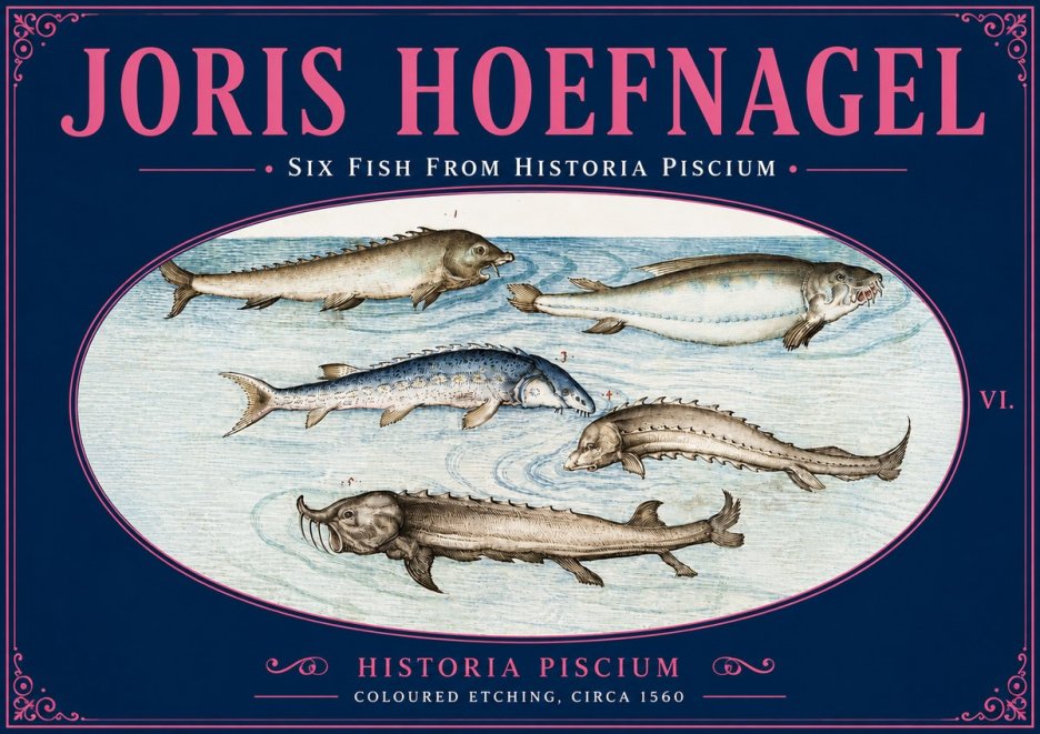 Joris Hoefnagel Fishes of Northern Waters No6 - Poszter