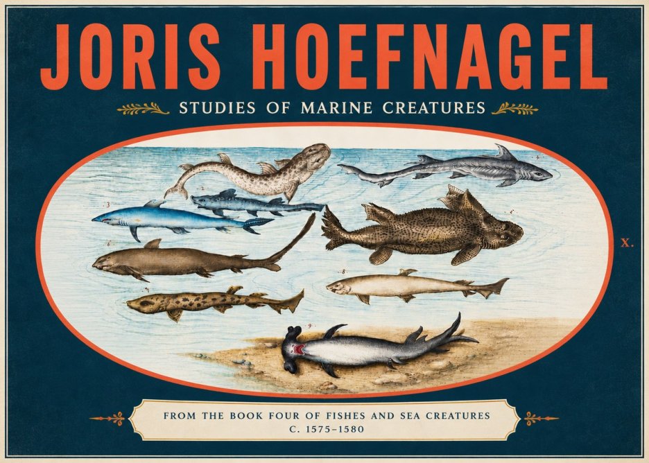 Joris Hoefnagel Studies of Marine Creatures No5 - Poszter